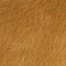 Golden Caramel