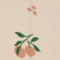 Peach / Sea Shell